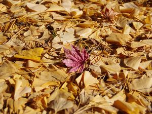 Preview wallpaper fallen leaves, leaves, autumn, macro