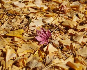 Preview wallpaper fallen leaves, leaves, autumn, macro