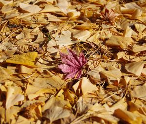 Preview wallpaper fallen leaves, leaves, autumn, macro