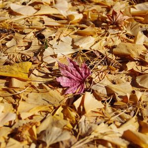 Preview wallpaper fallen leaves, leaves, autumn, macro