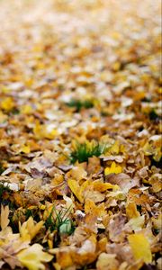 Preview wallpaper fallen leaves, leaves, autumn, yellow, macro