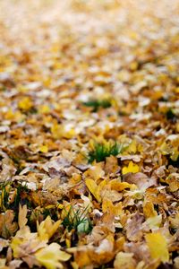 Preview wallpaper fallen leaves, leaves, autumn, yellow, macro