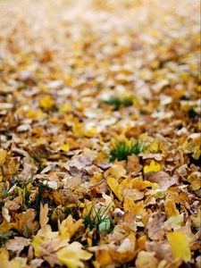 Preview wallpaper fallen leaves, leaves, autumn, yellow, macro