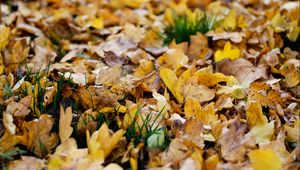 Preview wallpaper fallen leaves, leaves, autumn, yellow, macro