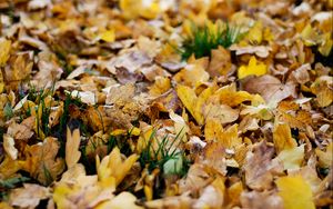 Preview wallpaper fallen leaves, leaves, autumn, yellow, macro