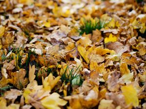 Preview wallpaper fallen leaves, leaves, autumn, yellow, macro