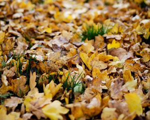 Preview wallpaper fallen leaves, leaves, autumn, yellow, macro