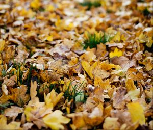 Preview wallpaper fallen leaves, leaves, autumn, yellow, macro