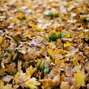 Preview wallpaper fallen leaves, leaves, autumn, yellow, macro