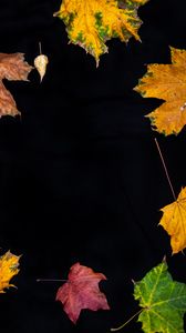 Preview wallpaper fallen leaves, leaves, autumn, macro, colorful