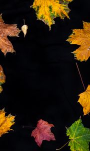 Preview wallpaper fallen leaves, leaves, autumn, macro, colorful