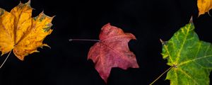 Preview wallpaper fallen leaves, leaves, autumn, macro, colorful