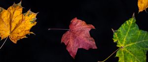 Preview wallpaper fallen leaves, leaves, autumn, macro, colorful