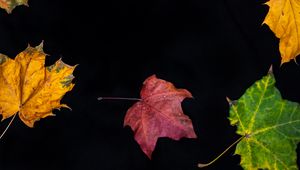 Preview wallpaper fallen leaves, leaves, autumn, macro, colorful