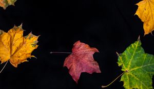 Preview wallpaper fallen leaves, leaves, autumn, macro, colorful