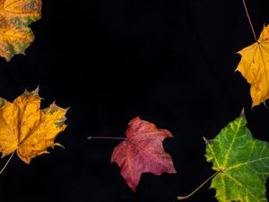 Preview wallpaper fallen leaves, leaves, autumn, macro, colorful