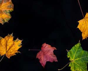 Preview wallpaper fallen leaves, leaves, autumn, macro, colorful