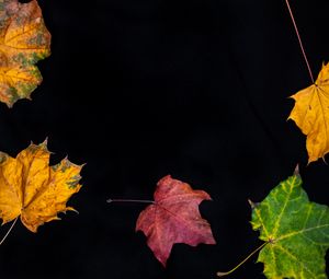 Preview wallpaper fallen leaves, leaves, autumn, macro, colorful