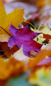 Preview wallpaper fallen leaves, leaves, autumn, bright, macro