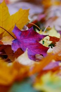 Preview wallpaper fallen leaves, leaves, autumn, bright, macro