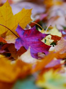 Preview wallpaper fallen leaves, leaves, autumn, bright, macro