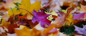 Preview wallpaper fallen leaves, leaves, autumn, bright, macro