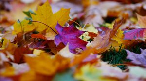 Preview wallpaper fallen leaves, leaves, autumn, bright, macro