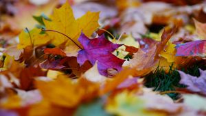 Preview wallpaper fallen leaves, leaves, autumn, bright, macro