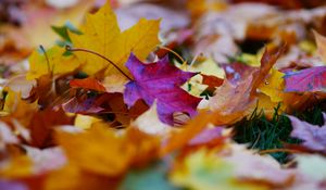 Preview wallpaper fallen leaves, leaves, autumn, bright, macro