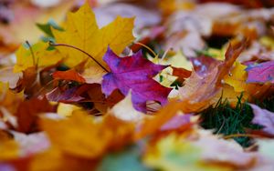 Preview wallpaper fallen leaves, leaves, autumn, bright, macro