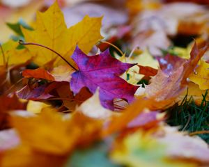 Preview wallpaper fallen leaves, leaves, autumn, bright, macro