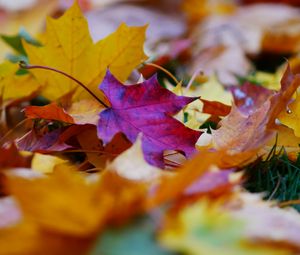 Preview wallpaper fallen leaves, leaves, autumn, bright, macro