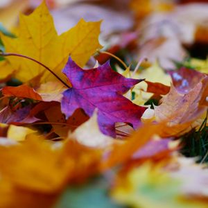 Preview wallpaper fallen leaves, leaves, autumn, bright, macro