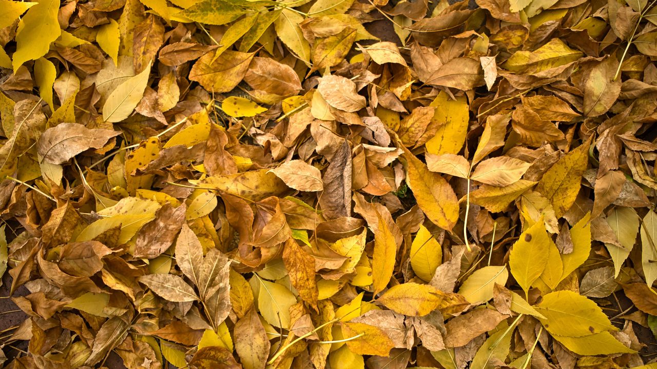 Wallpaper fallen leaves, leaves, autumn, macro, yellow hd, picture, image