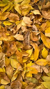 Preview wallpaper fallen leaves, leaves, autumn, macro, yellow