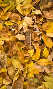 Preview wallpaper fallen leaves, leaves, autumn, macro, yellow