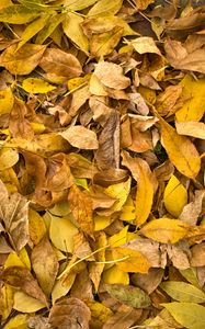 Preview wallpaper fallen leaves, leaves, autumn, macro, yellow