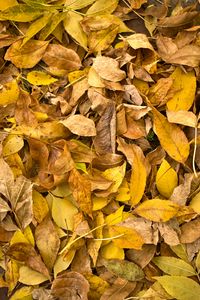 Preview wallpaper fallen leaves, leaves, autumn, macro, yellow