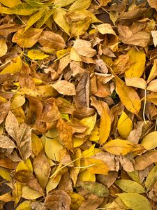 Preview wallpaper fallen leaves, leaves, autumn, macro, yellow