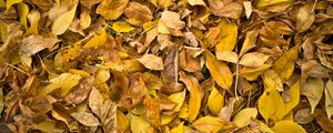 Preview wallpaper fallen leaves, leaves, autumn, macro, yellow