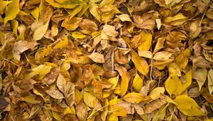 Preview wallpaper fallen leaves, leaves, autumn, macro, yellow