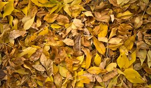 Preview wallpaper fallen leaves, leaves, autumn, macro, yellow