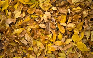 Preview wallpaper fallen leaves, leaves, autumn, macro, yellow