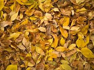 Preview wallpaper fallen leaves, leaves, autumn, macro, yellow