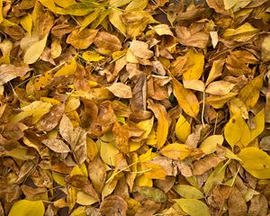 Preview wallpaper fallen leaves, leaves, autumn, macro, yellow