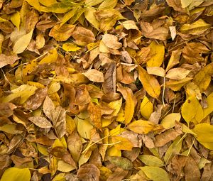 Preview wallpaper fallen leaves, leaves, autumn, macro, yellow