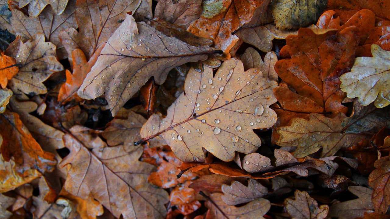 Wallpaper fallen leaves, leaves, drops, macro, autumn