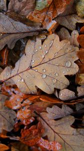Preview wallpaper fallen leaves, leaves, drops, macro, autumn