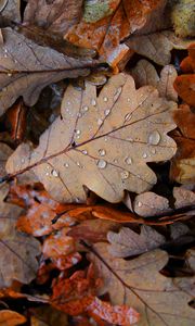 Preview wallpaper fallen leaves, leaves, drops, macro, autumn