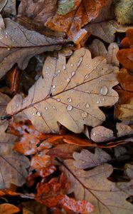 Preview wallpaper fallen leaves, leaves, drops, macro, autumn